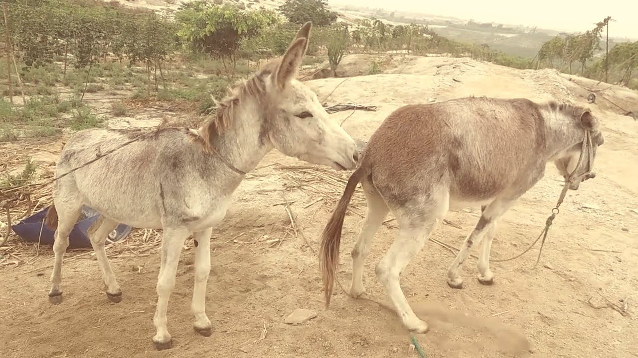 Mr Donkey meet.. 