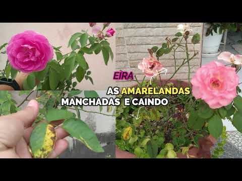 Vídeo: Folhas de rosa caindo: por que as folhas caem das minhas roseiras