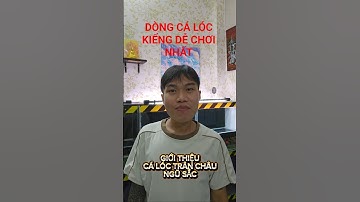 Cách nuôi cá lóc kiểng trân châu ngũ sắc ( Channa Asiatica Kalimaya) | Cá cảnh An An #cacanhanan