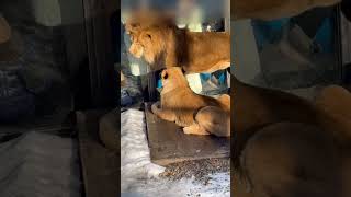 2025.12.25【旭山動物園】 オリトファミリーに不穏な空気感…🤨イオちゃんご機嫌ナナメ😅オリトさんションボリ😂#旭山動物園 #オリト #イオ #レイ