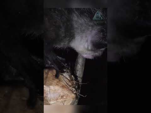 Мадагаскарский демон. Ай Ай!!! #животные #природа
