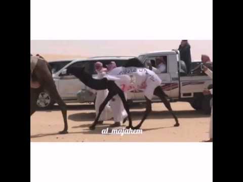 العاصمه بنت الحاكم بعير ابن مثيب النابت ل ابن سوده