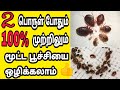 2 பொருள் போதும் மூட்ட பூச்சியை ஒழித்து கட்ட/bed bugs/moota poochi/rasi tips