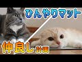 猫のひんやりマットは仲良し計画に使える？【先住猫と新入り猫】