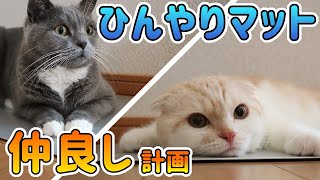 猫のひんやりマットは仲良し計画に使える？【先住猫と新入り猫】