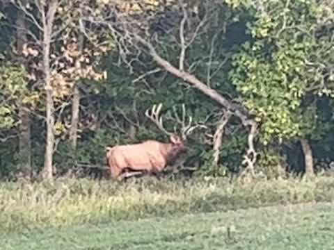 Bowhunter Takes Massive Bull Elk in North Dakota with Once-in-a-Lifetime Tag