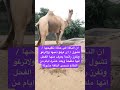 ان الناقة فى حالة تلقيحها تشول اكتب سبحان الله في التعليقات او الكومنتات