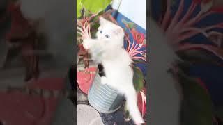 Animal fun video  part 1 #cattroll #shortsfeed💕💕💕💕