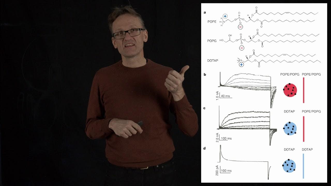 Concept 24 The S4 segment of the voltage sensor a surprising