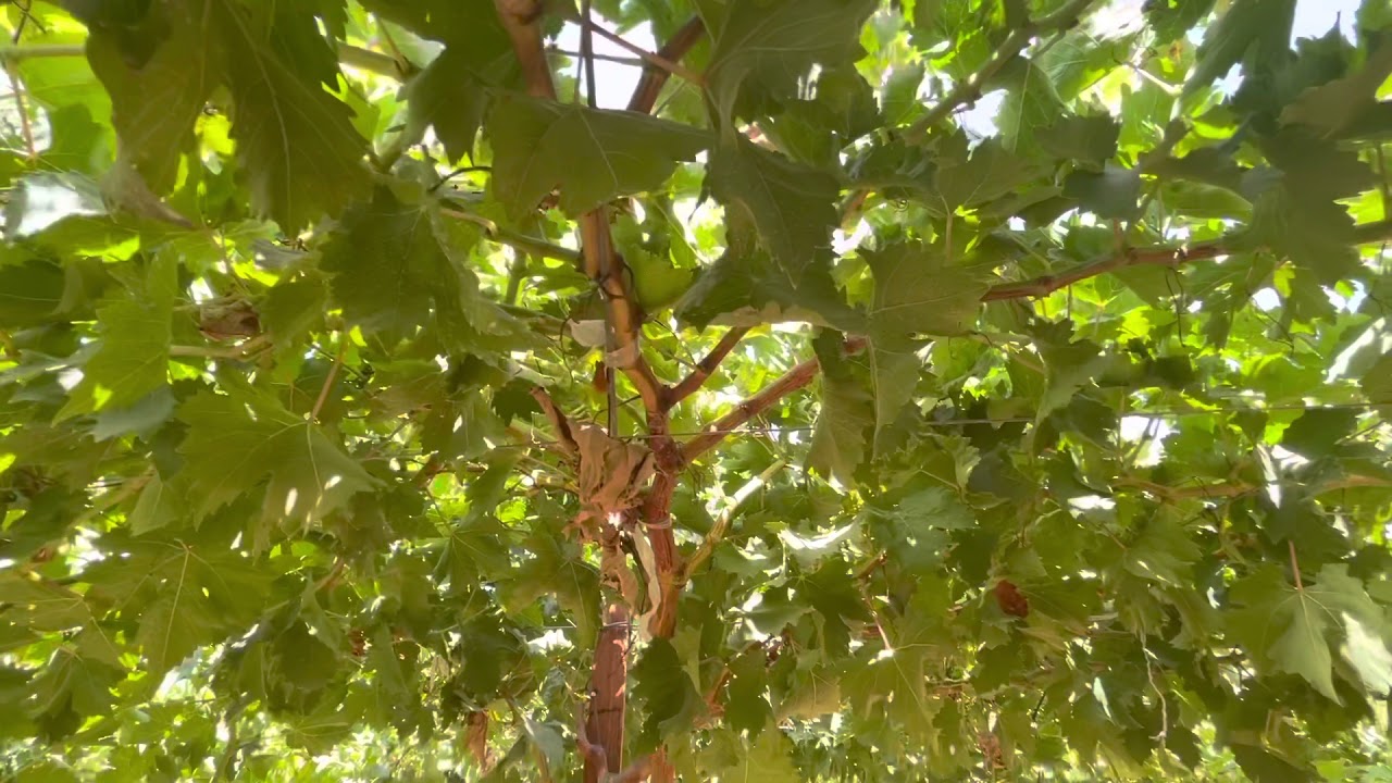 تربية العنب بلاك ماجيك أو ميدنايت بيوتي وكيفية الحصول علي إنتاج كامل بعد عام من الزراعة