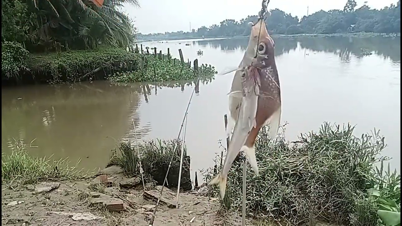 Điểm câu gần địa đạo củ Chi , bắt ngờ cá quay liên tục. Quá tuyệt....