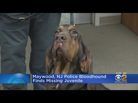Maywood, Nj Police Bloodhound Finds Missing Juvenile