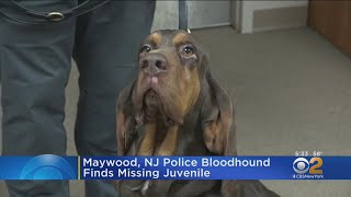Maywood, NJ Police Bloodhound Finds Missing Juvenile