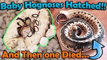 Our Baby Hognose Snakes Hatched!!
