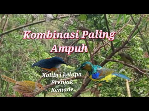 Suara Pikat Kolibri Kelapa Ribut Kombinasi Prenjak Kemade Dijamin Ampuh