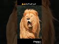 تقييم الابراج برج الاسد و برج العقرب تقييم الابراج برج الاسد و برج العقرب
