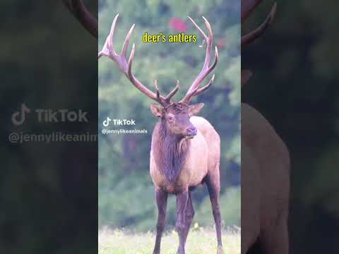 5 Fascinating Deer