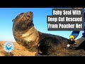 Baby Seal Rescued from Poacher Net