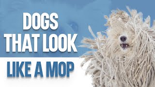 Mop Like Dogs – Dogs That Look Like a Mop