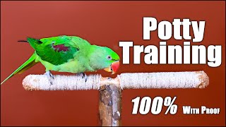 100% working Tips | How to Potty Train your Parrot  in Hindi