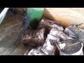 Found Weasels living in my shed Found Weasels living in my shed