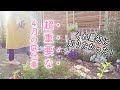 1年後の庭が素敵になるか…春で決まると、今知りました😂｜PWアンバサダーになりました｜小さな庭のガーデニング