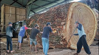 The Big Size trembesi wood belonging to a Thai artist worth 800 million!! sawed using solid boards