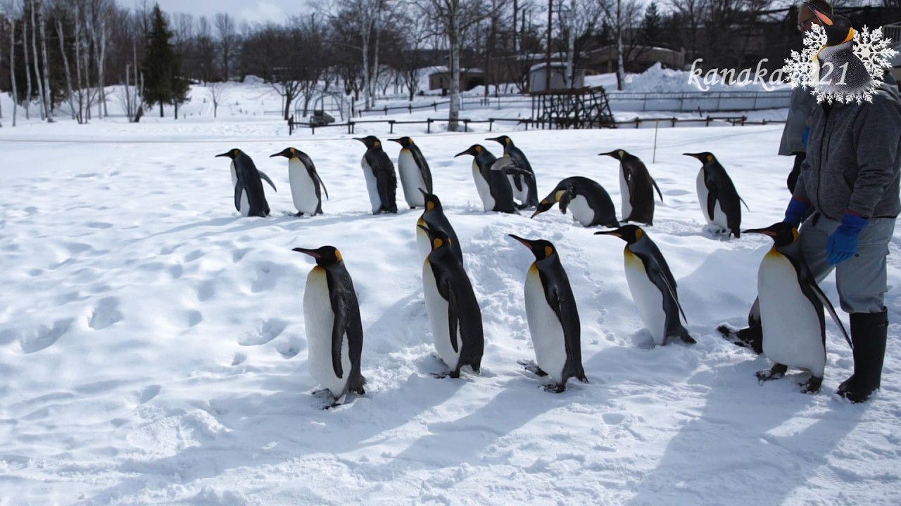 旭山動物園 キングペンギンのお散歩-55番はおとなしく・・・Penguin