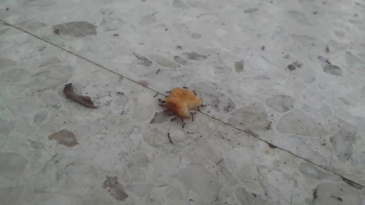 Army of ants stealing a chicken nugget but I made it better