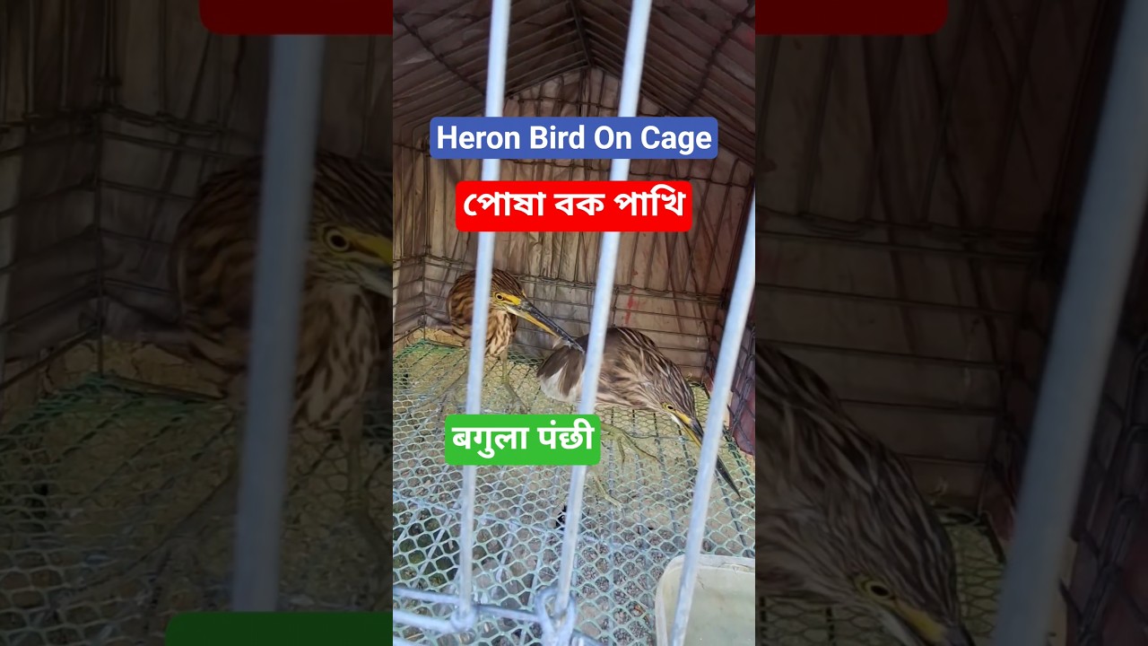 Pet Heron Bird On Cage 🦩 | পোষা বক পাখি দেখুন | बगुला पंछी | 