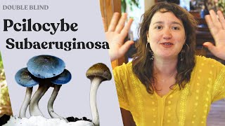 Australia's Native Shroom: Psilocybe Subaeruginosa | DoubleBlind