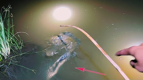 Nó Ăn Mất Con Nhái Rồi fishing big frog eats small frog