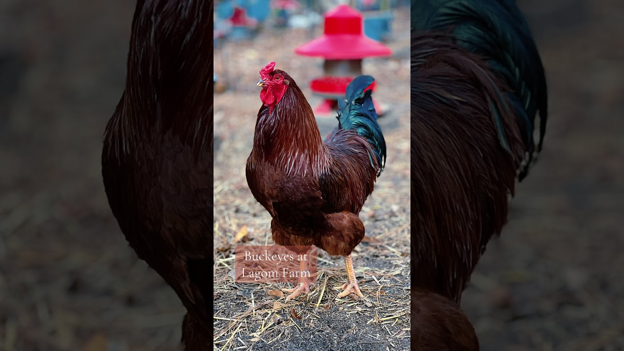 Look at that Buckeye!