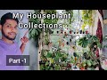 Part -1: My Houseplant Collections in UK #houseplants #uktamilvlog #indoorplants #houseplantstour