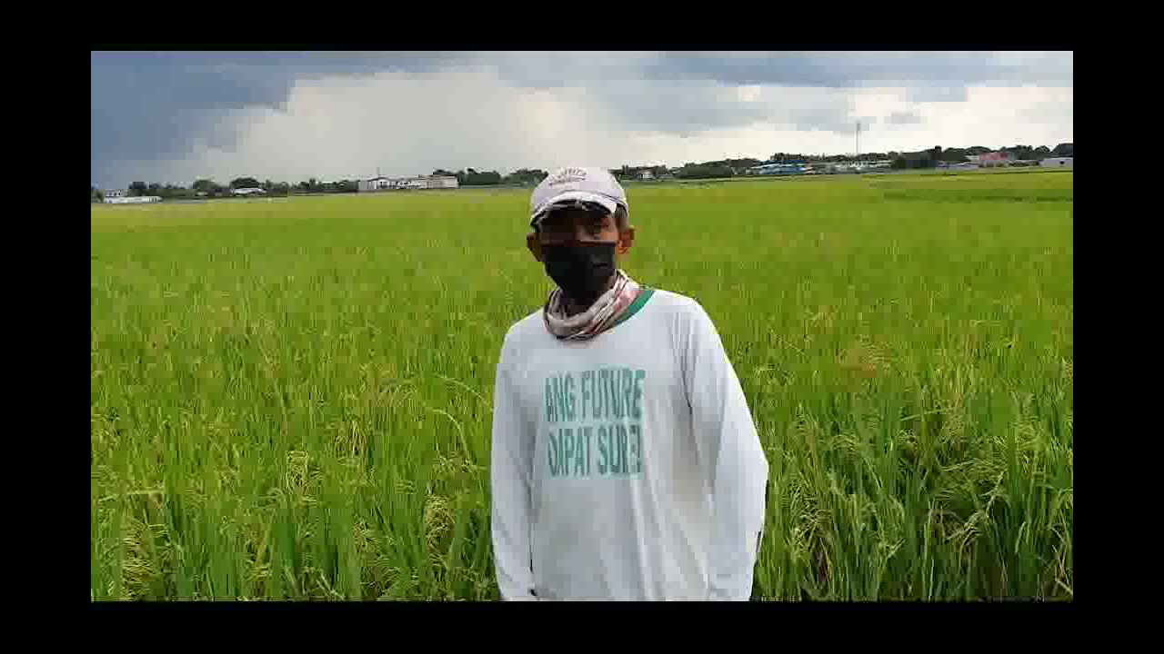 Farmer Interview: Mr. Ener F. David of Pampanga, Philippines