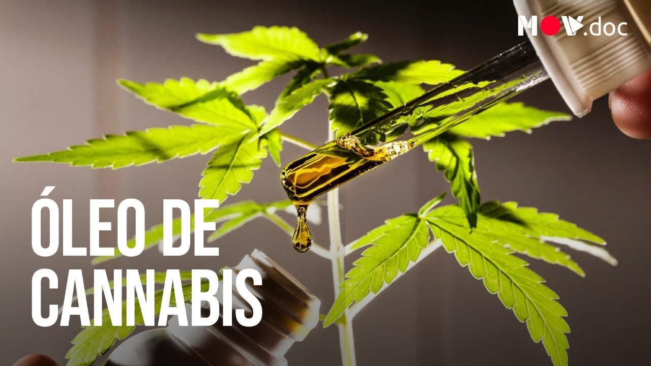ÓLEO DE CANNABIS: COMO FUNCIONA A PRODUÇÃO ACESSÍVEL NO BRASIL