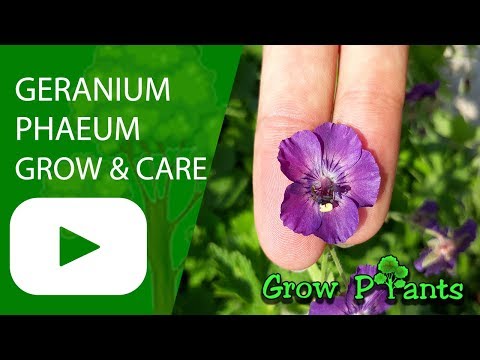 Geranium phaeum - grow & care (Dusky crane's-bill)