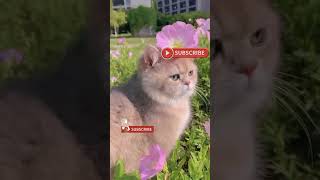 #animals #animalsvideo #trending #video #catlover #catvideo ##foryou #viral