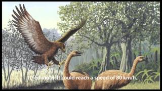 Haast Eagle SENA Week 5