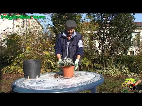 Video: Cineraria Strieborná