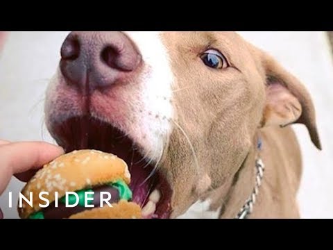 Video: Neem uw hond op in AL uw vakantiefestiviteiten met deze traktaties van de hondenbakkerij