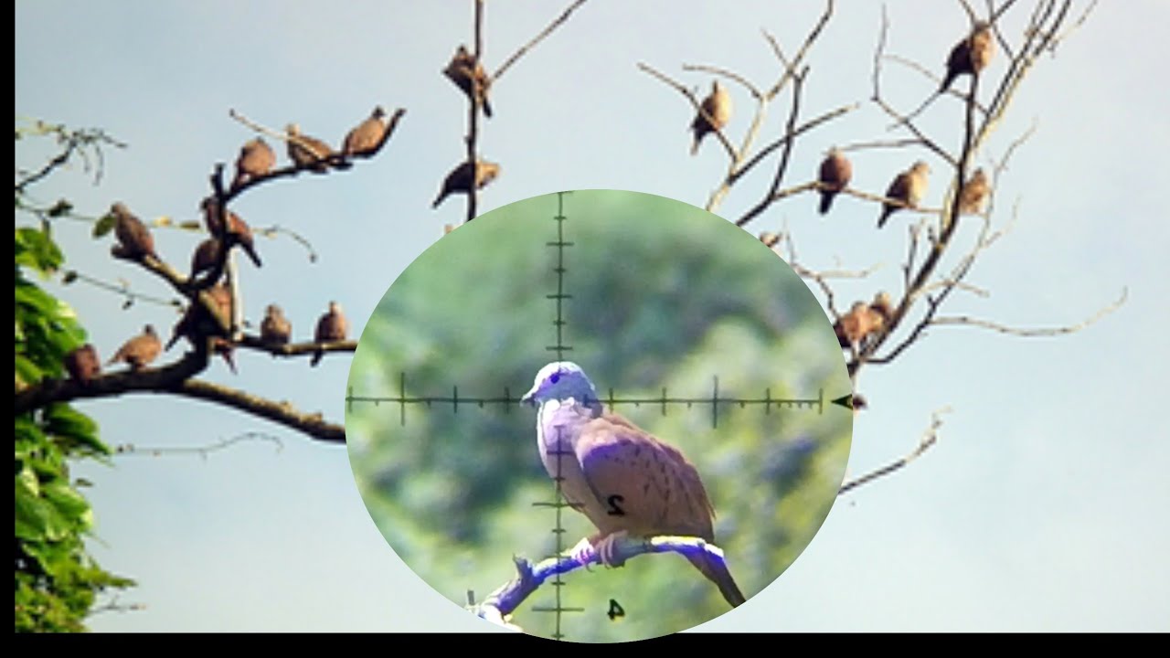 Caçada frenética só de rolinha