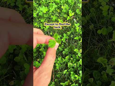 Punk music video thumbnail preview for Portland - Lucky Clover