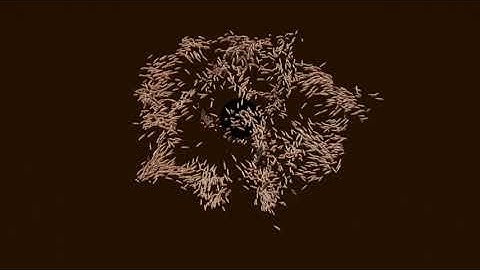 Boids Simulation