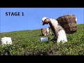 Tea production process