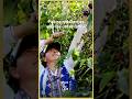 Yunnan coffee harvest: Picking red cherries with the local farmer