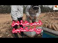 فحص خلية نحل في فصل الخريف بتاريخ 2024 10 10 وزيارة احد المتابعين من ولاية سكيكدة 