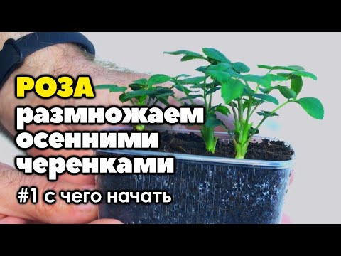 #1 Размножаю розы из осенних черенков | С чего начать