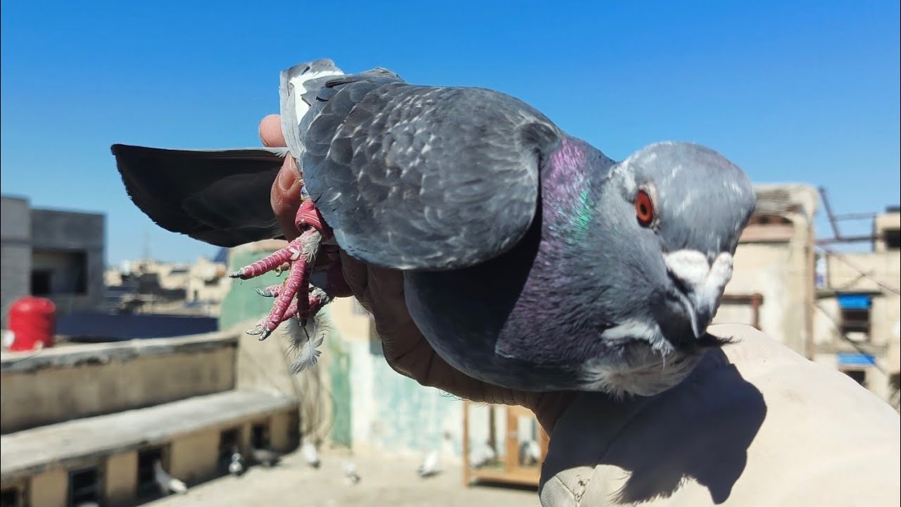 طيرت ثنين من الحمامات الجداد واحد حط واحد هرب 🤔