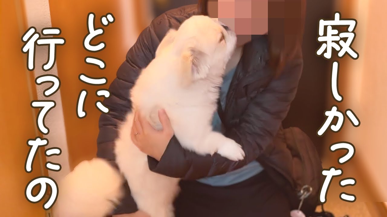 寂しかった！長期入院のママが1日だけ帰宅したら、ペキパグがこうなった。【ペキニーズとパグ/ミックス犬/pekingese pug 】